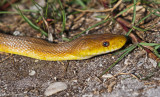 Eastern Rat Snake