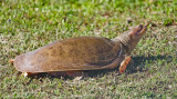 Florida Softshell Turtle