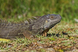 Green Iguana