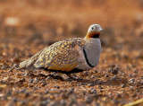 Black bellied sandgrouse.