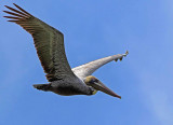 Brown Pelican - Pelecanus occidentalis