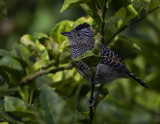 Barred Antshrike - Thamnophilus doliatus