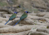 Blue-crowned Motmot - Momotus momota