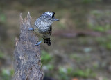 Barred Antshrike - Thamnophilus doliatus