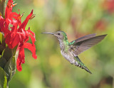 White-necked Jacobin - Florisuga mellivora (female)