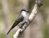 Gray Kingbird - Tyrannus dominicensis
