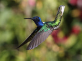 THE BIRDS OF TRINIDAD and TOBAGO 2019