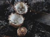 Fluted Birds-nest fungi - Cyathus striatus  