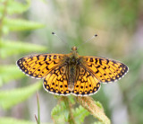 EUROPEAN BUTTERFLIES