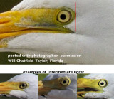 Comparing close-up photos of white-headed Ardeidae found in Northern Territory, Australia