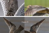 Dowitcher coverts.jpg