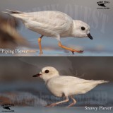 Piping vs Snowy Plover - Hypomelanism - dilution