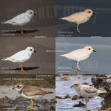 PIPL SNPL SEPL details vs overexposed dilution.jpg
