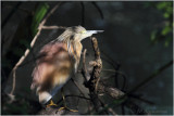 crabier chevelu - squacco heron 5845.JPG
