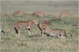  La fin de la gazelle - Gazelle caught by 2 cheetahs