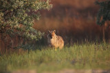 Chacal dor - Golden jackal_0A7A2465_F2.JPG
