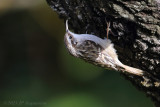 Grimpereau - short toed treecreeper 3417.JPG