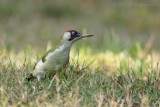 Pic vert - green woodpecker K86A5205.JPG