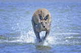 Western Grey Kangaroo