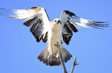 Eastern Osprey