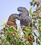 A pair of Red-tailed Black Cockatoos