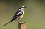 Masked Shrike