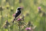 Black-eared Wheatear