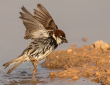 Spanish Sparrow        דרור ספרדי