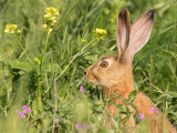 Common hare   ארנבת מצויה