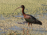 Glossy Ibis