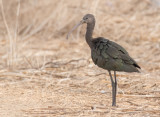 Glossy Ibis