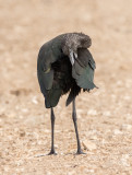 Glossy Ibis