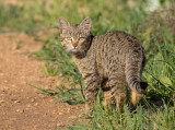 Wild Cat (Felis silvestris)- חתול בר