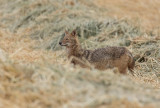 Golden Jackal