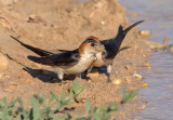 Red-rumped Swallow     סנונית מערות