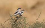 Great-gray Shrike