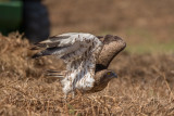 Short Toed Eagle