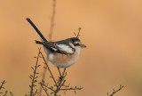 Masked Shrike