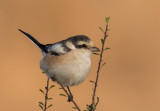 Masked Shrike