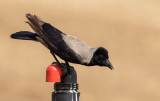 Hooded Crow