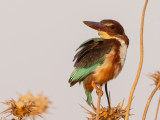 White throated Kingfisher