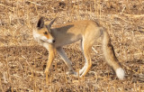  Red Fox       שועל מצוי