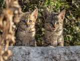 Wild Cat Kittens  ???   גורים של חתול בר