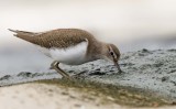 Common Sandpiper