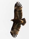 Greater Spotted Eagle         עיט צפרדעים.