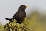 Eurasian Blackbird    שחרור