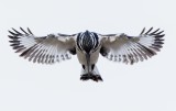 Pied Kingfisher     פרפור עקוד
