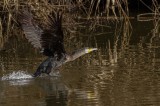 Great cormorant