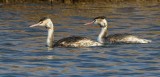 Great Crested Grebe