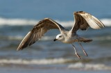 Seagulls       שחפים